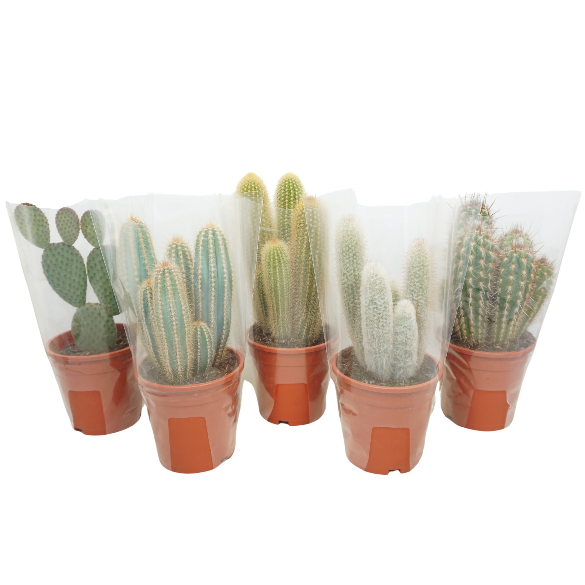 Cactus mix 17 cm in hoes, D 17