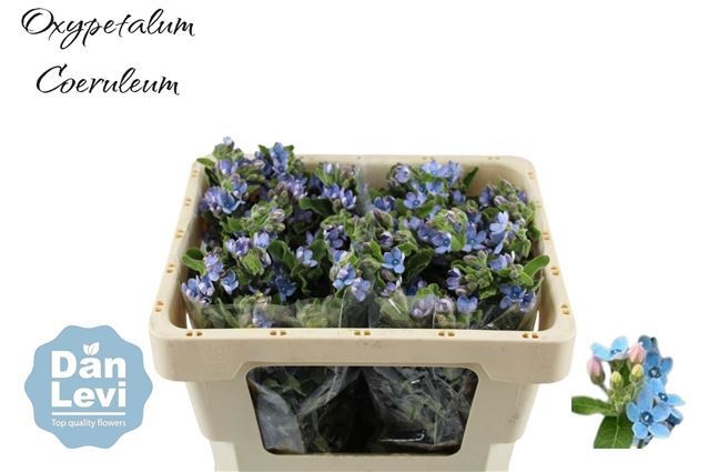 Оксипеталум Таниока Пьюр Блю 45 (голуб.), шт.