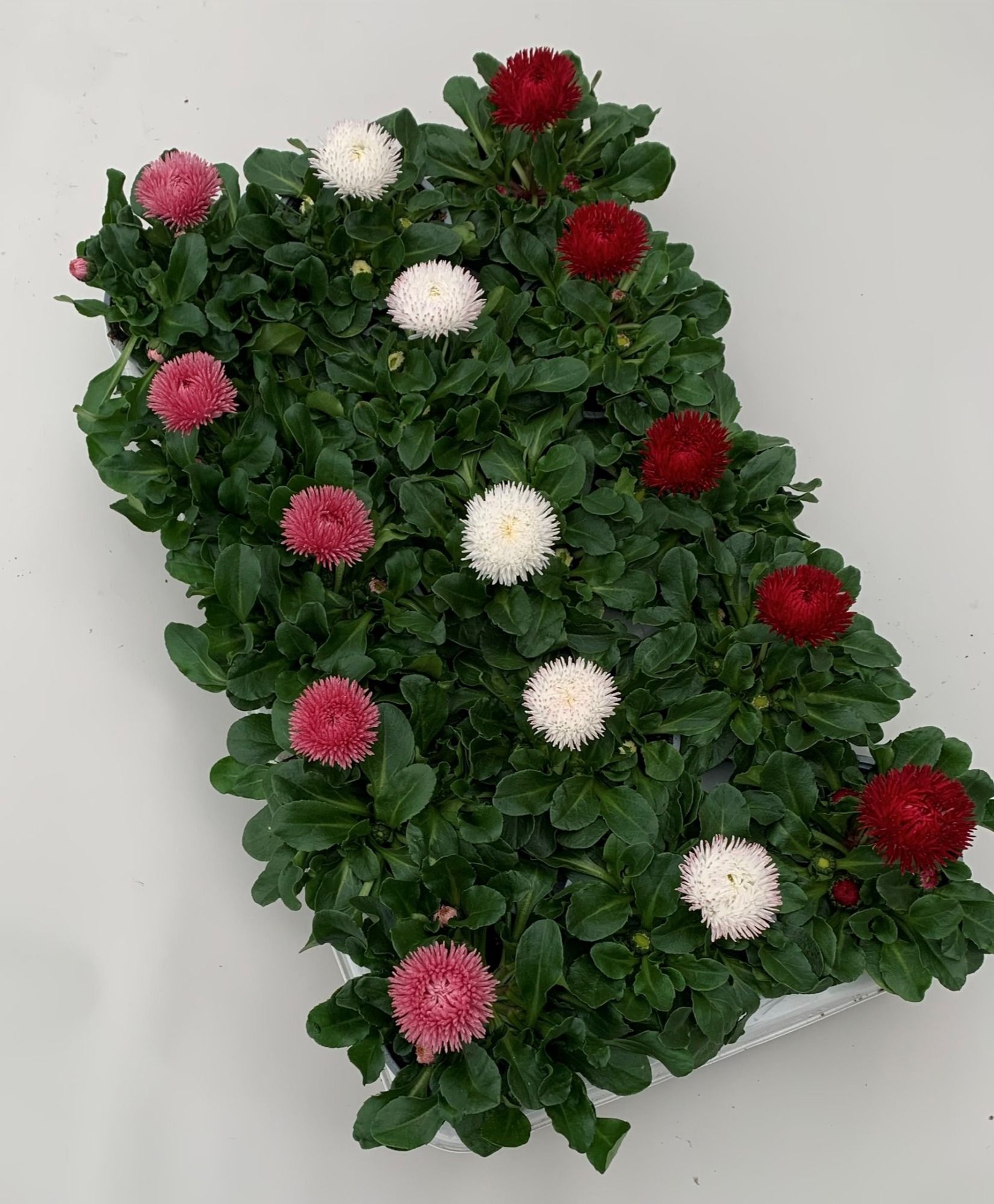 Bellis Roggli grootbloemig mix, D 10,5