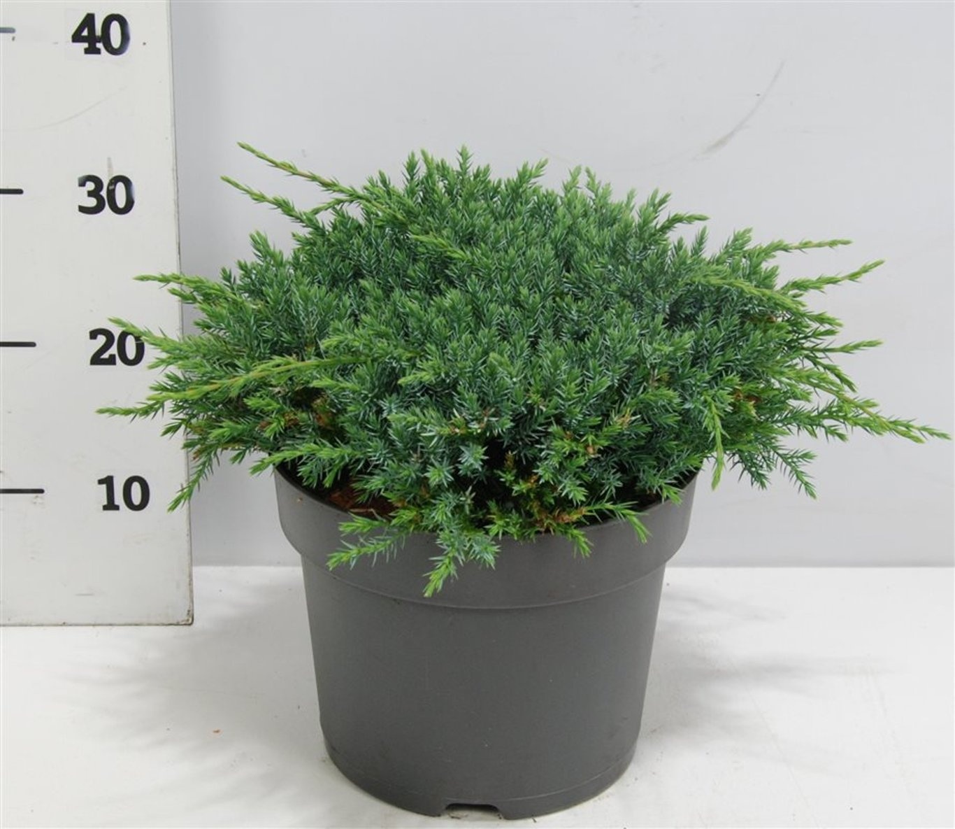 Juniperus squamata 'Blue Carpet', D 26