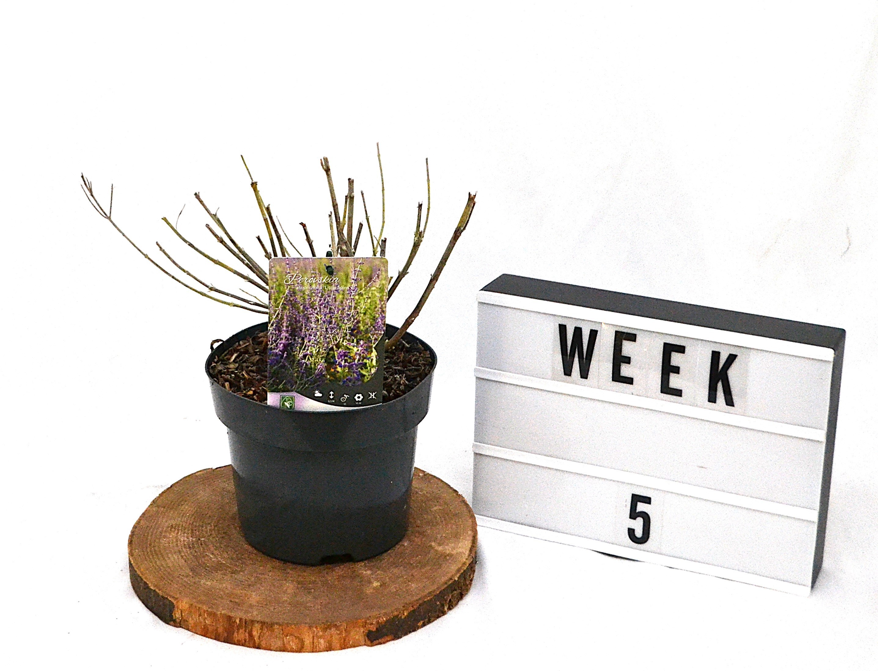 Perovskia atriplicifolia Little Spire C3, D 19