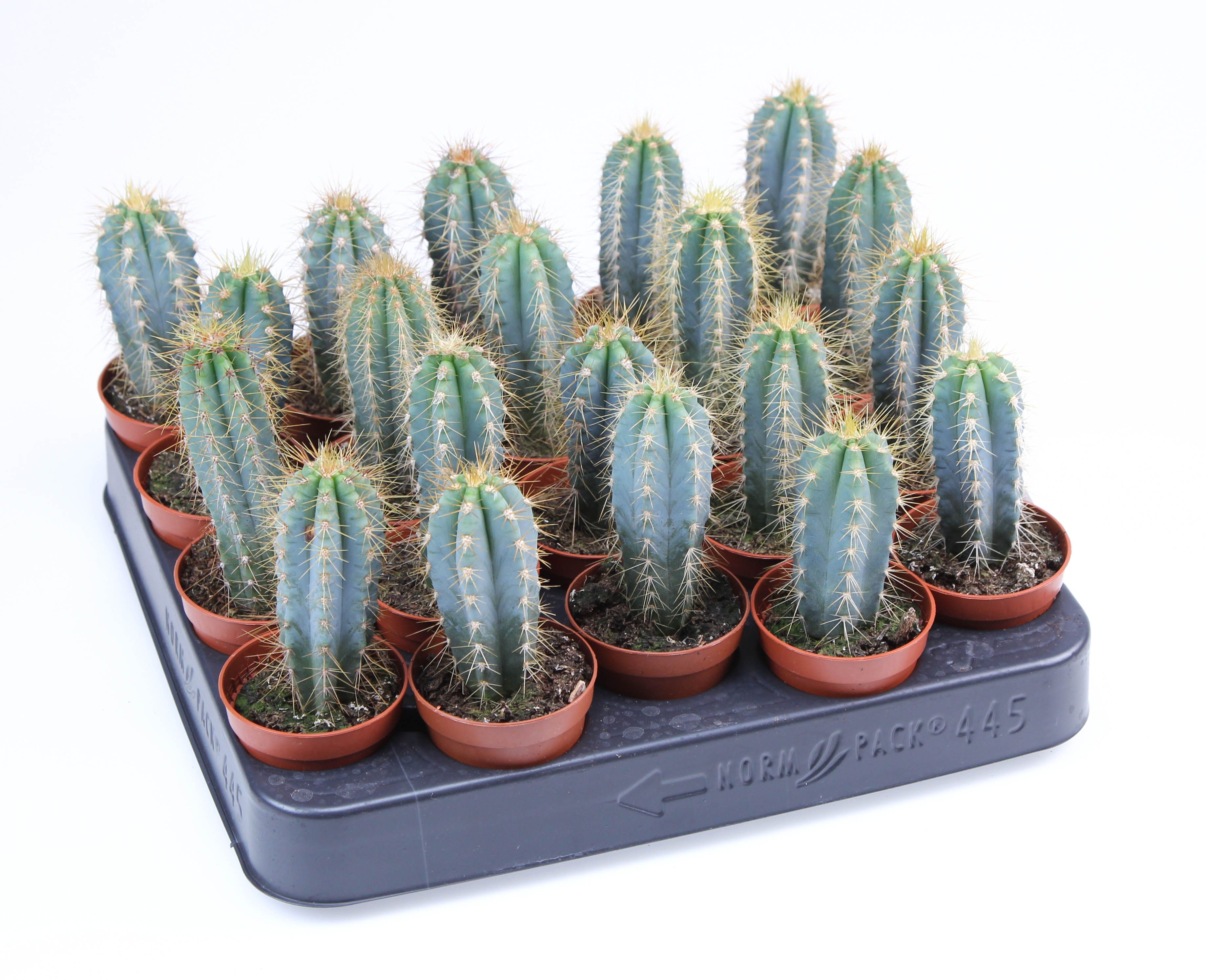 Pilosocereus azureus E, D 5,5