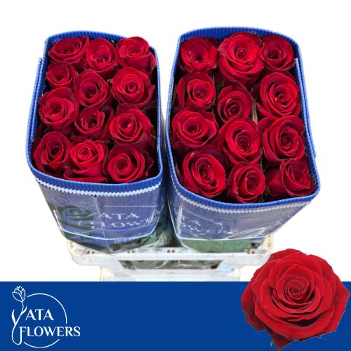 Роза од. Форчун 60, шт.