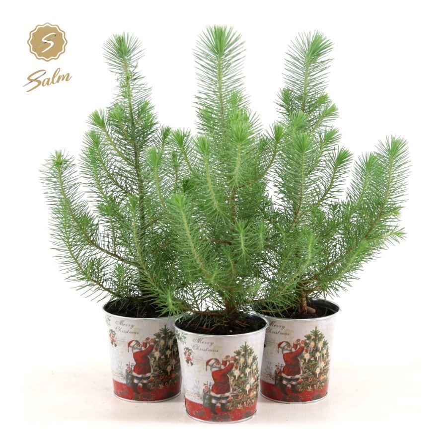 Pinus pinea 'Silver Crest' P10,5 in Zinc Santa, D 12 cm
