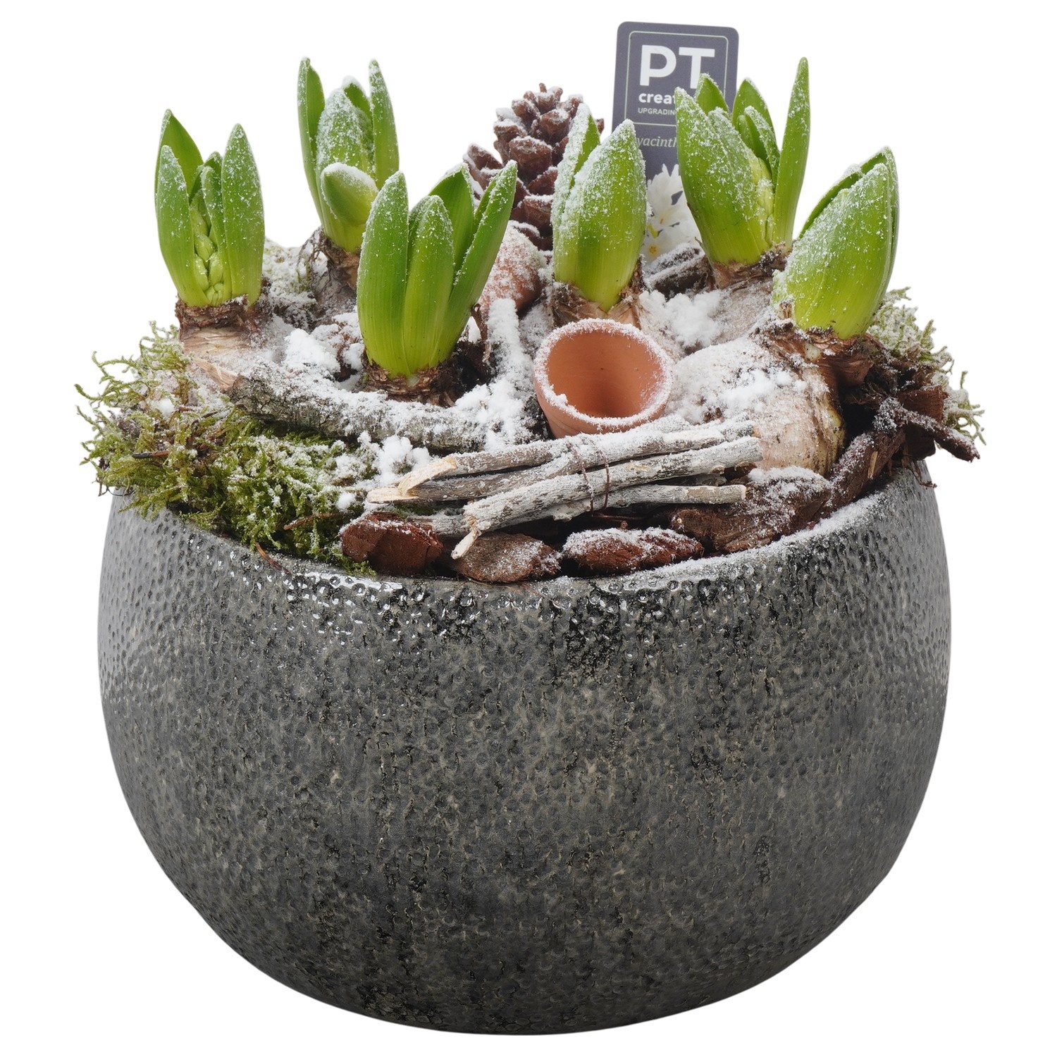 PTWH4070 Arrangement Winter Hyacint in keramiek schaal, D 23