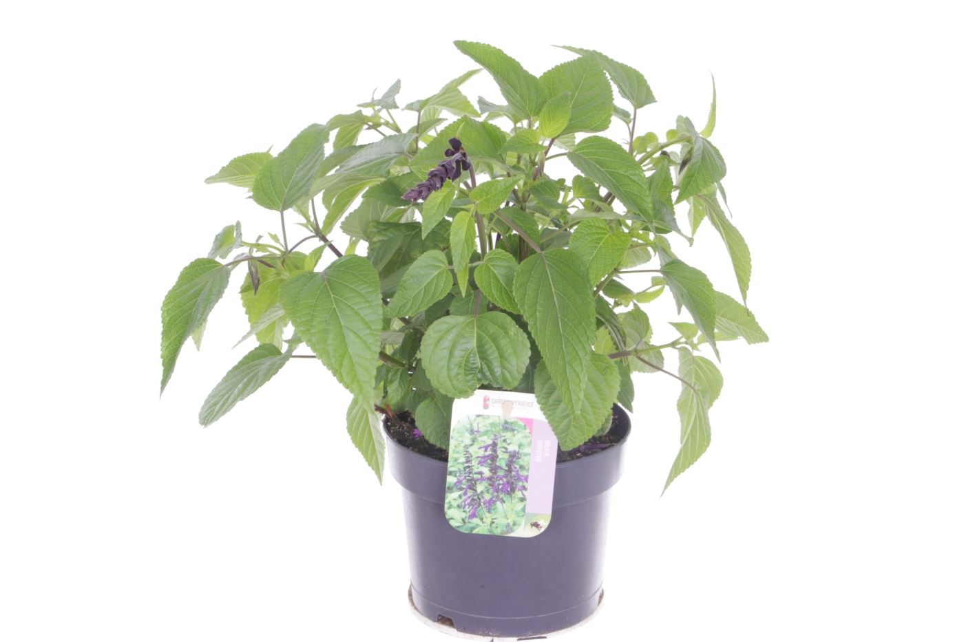 Salvia hybr. Purple & Bloom, D 17 cm