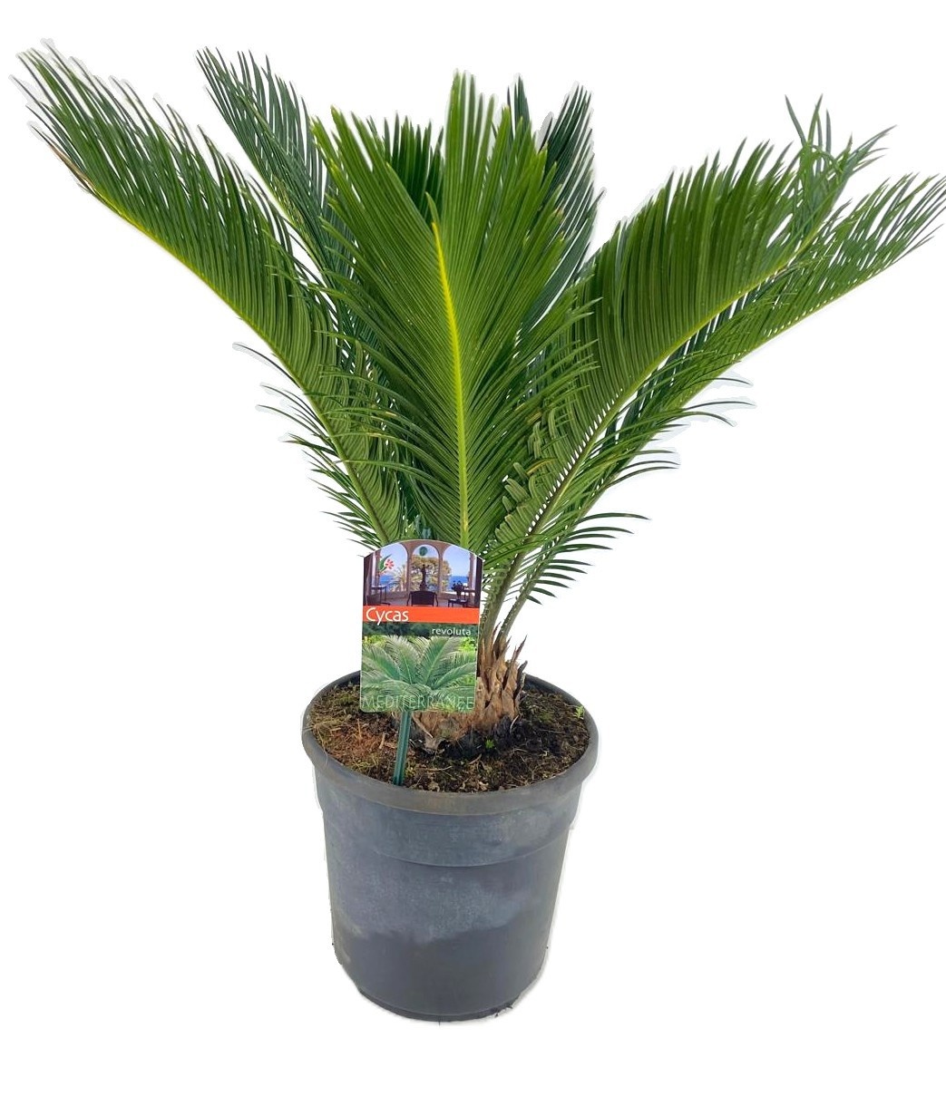 Cycas revoluta, D 24