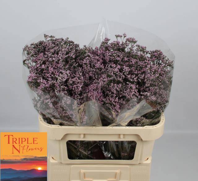 Лимониум Сафора Оши Пинк 70 (светло-роз.), шт.