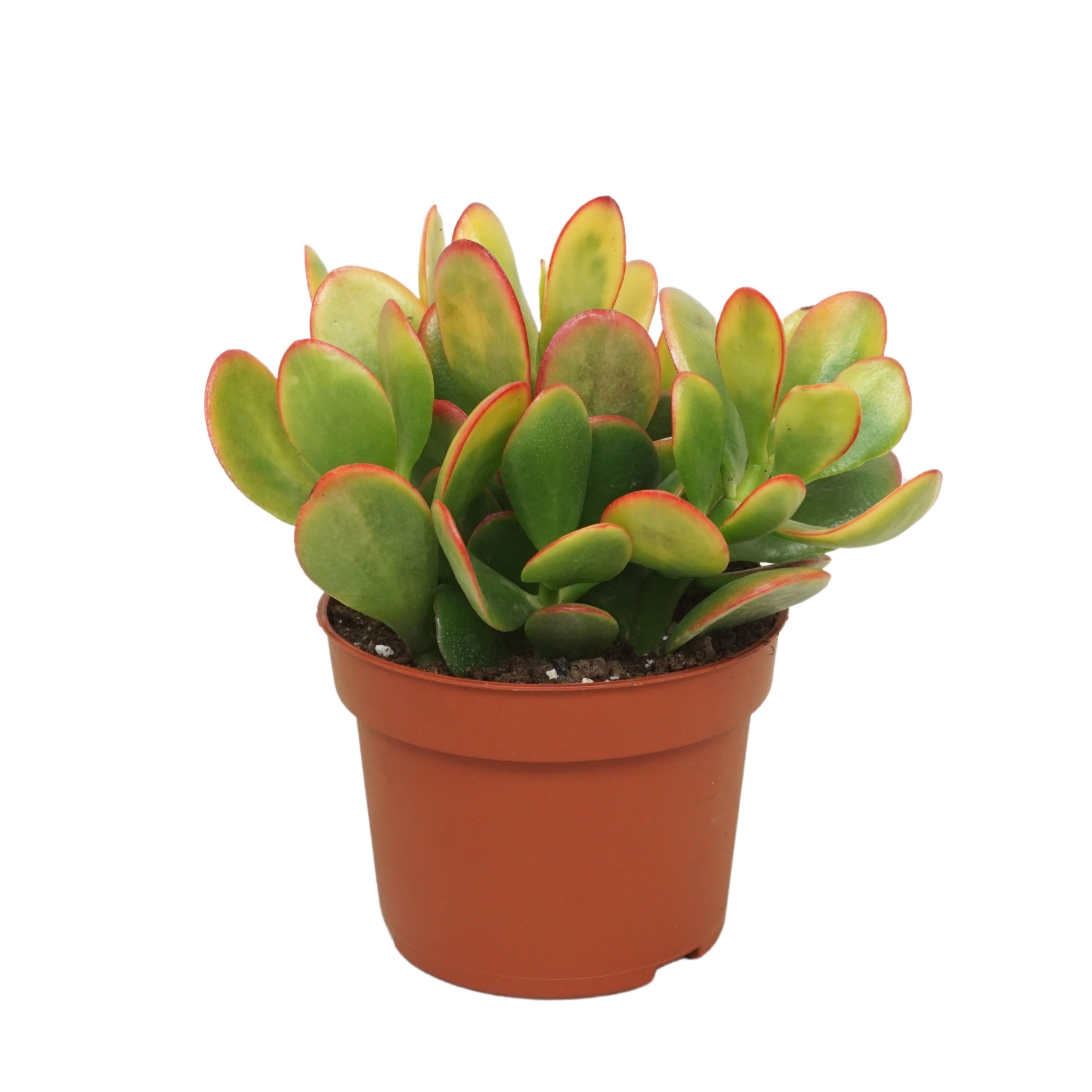 Crassula sunset 10,5 cm, D 10,5