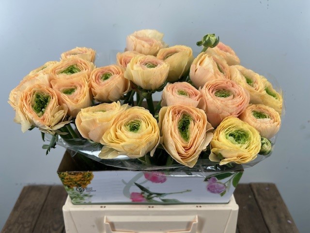 Ранункулус Саксесс Гранд Пастель 45, шт.