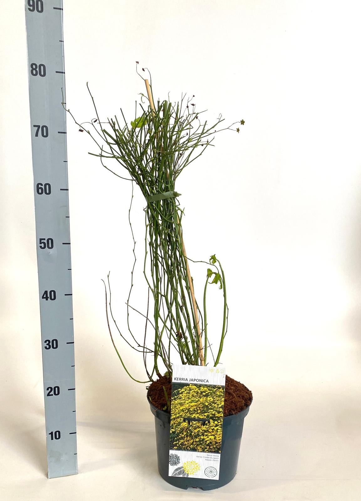 Kerria japonica, D 23