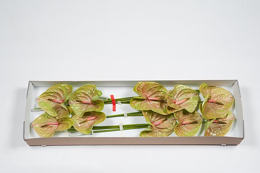 Антуриум Писташ x10, шт.