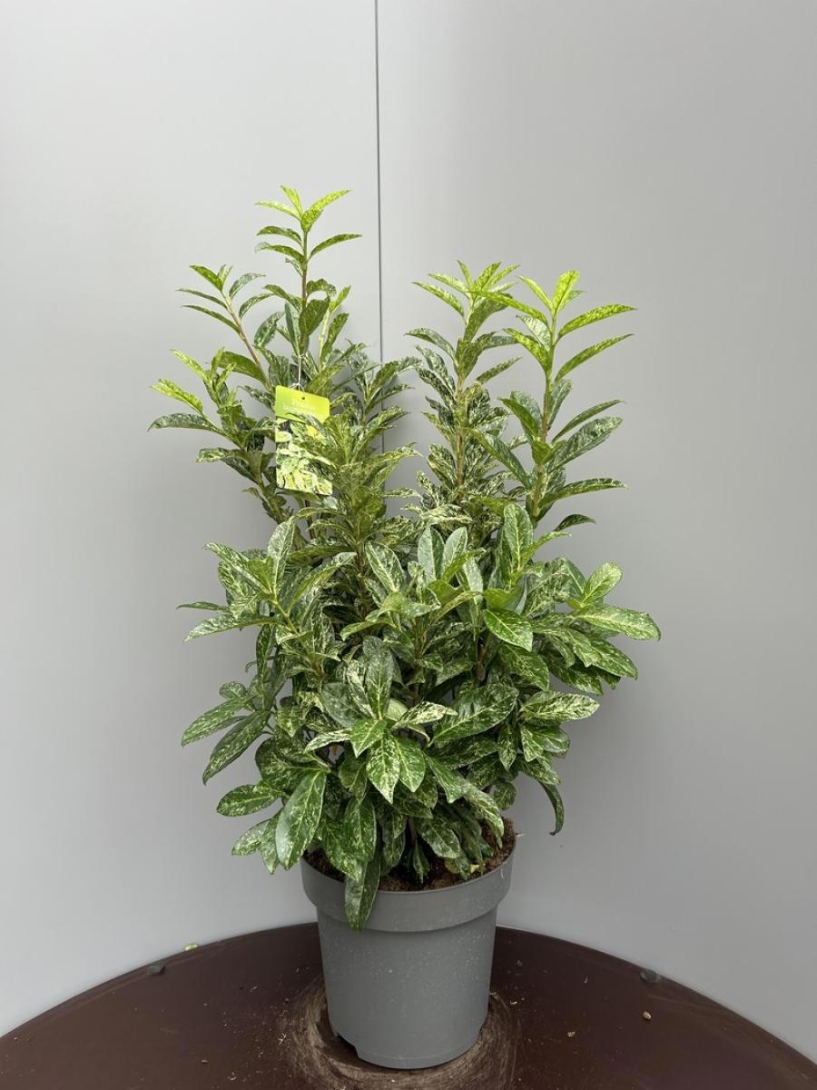 Prunus l. 'Castlewellan', D 34 cm