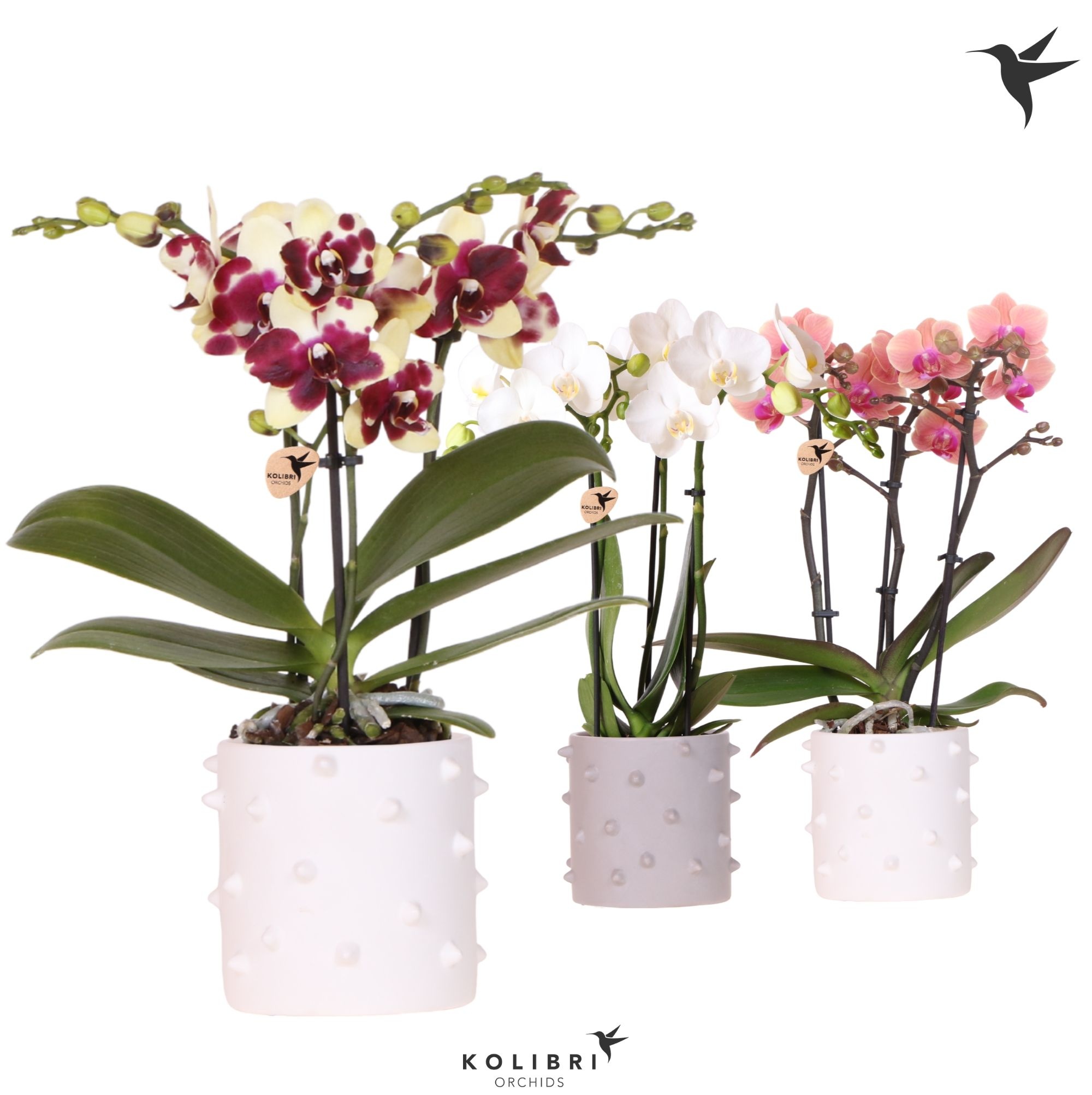 Kolibri Orchids Phalaenopsis mix 3 spike in Spike pot mix, D 9