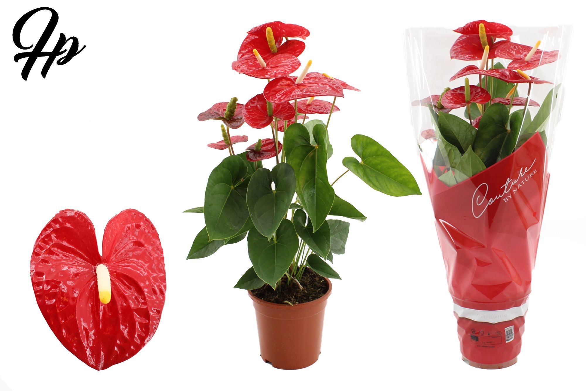 Anthurium 17 cm Jambo Red in Couture sleeve, D 17