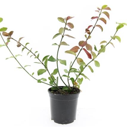 Euonymus fort. 'Coloratus', D 14 cm