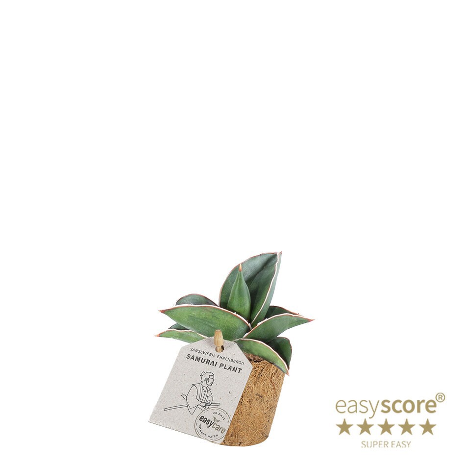 SANSEVIERIA EHRENBERGII 'SAMURAI DWARF' 20635000, D 6 cm SANSEVIERIA EHRENBERGII 'SAMURAI DWARF' 20635000, D 6 cm