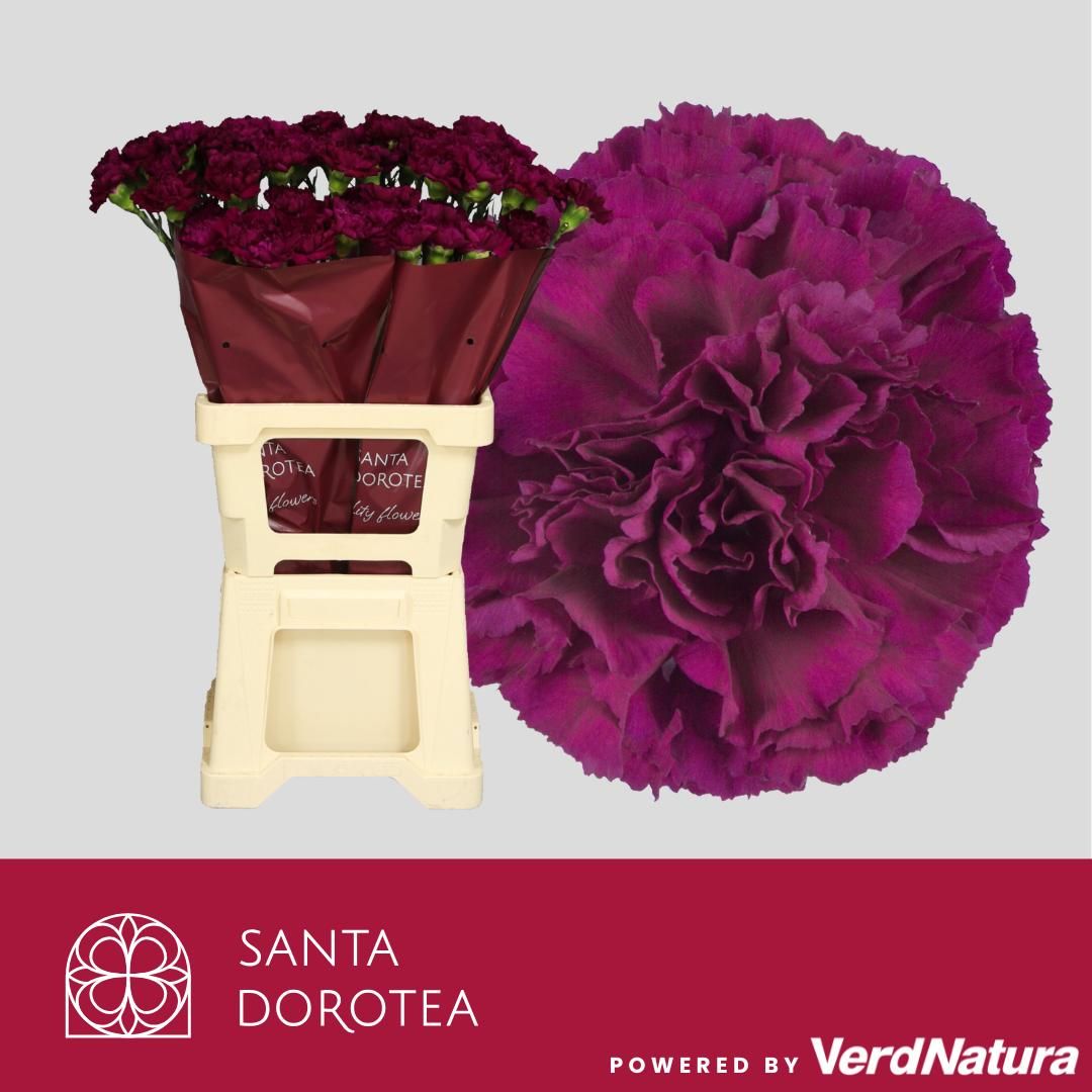 Диантус од. Голем, шт.