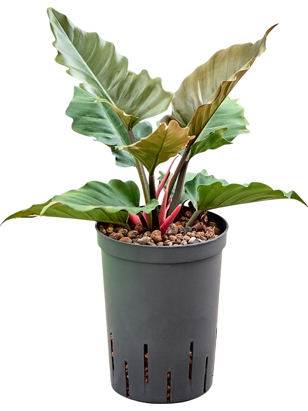 Philodendron 'Narrow Caramel', D 15