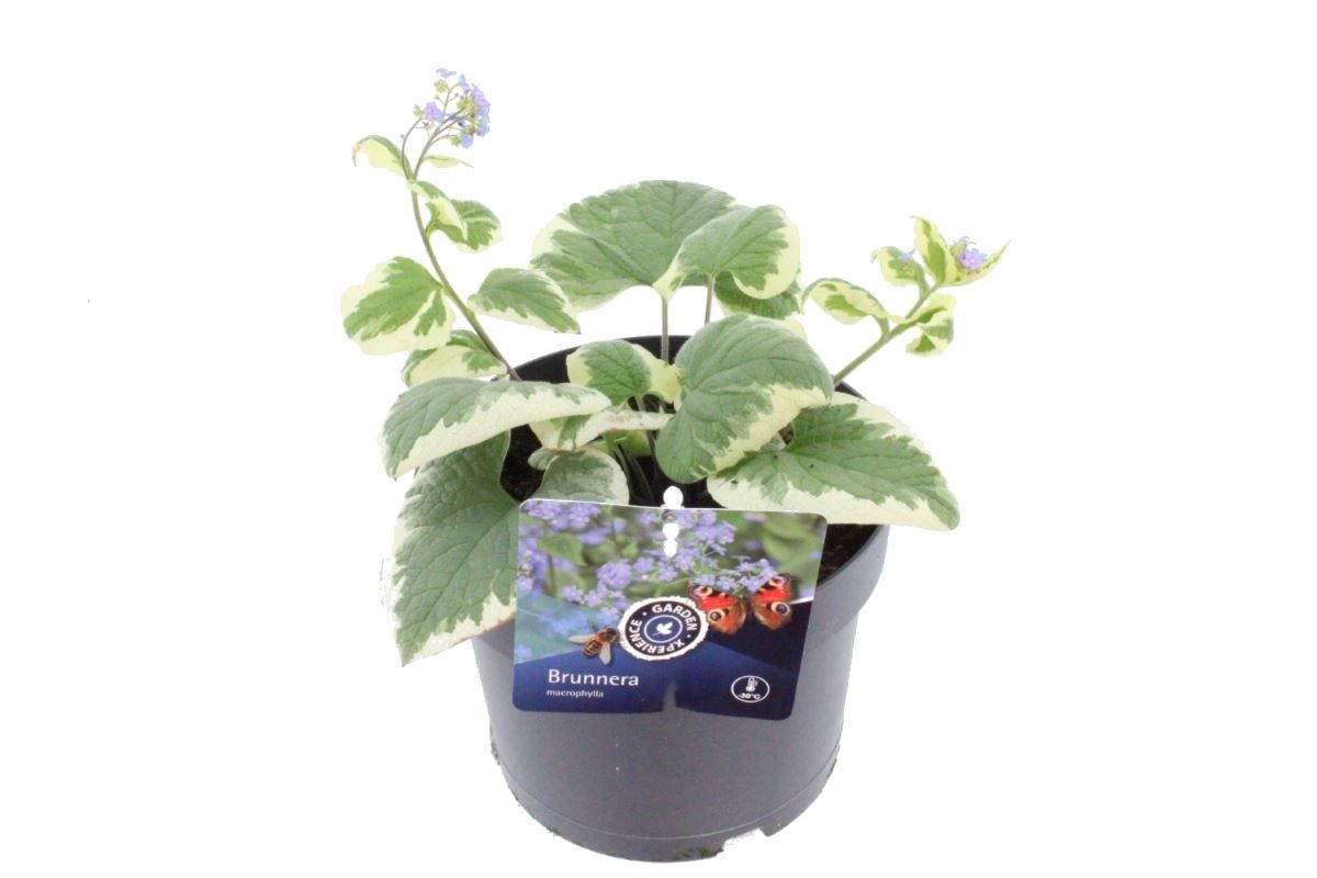 Brunnera macrophylla Variegata, D 17