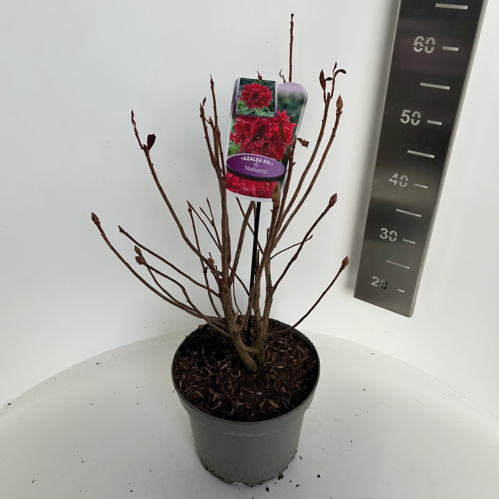 Azalea knaphill Nabucco, D 23