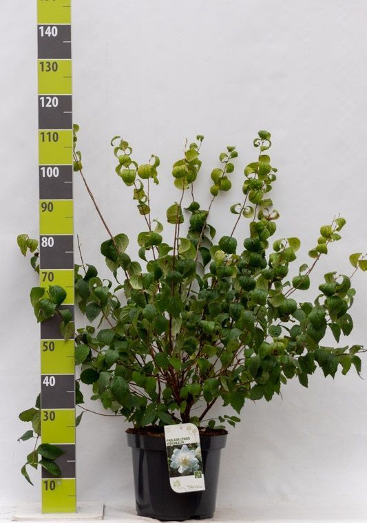 Philadelphus virginal C 12, D 30 cm