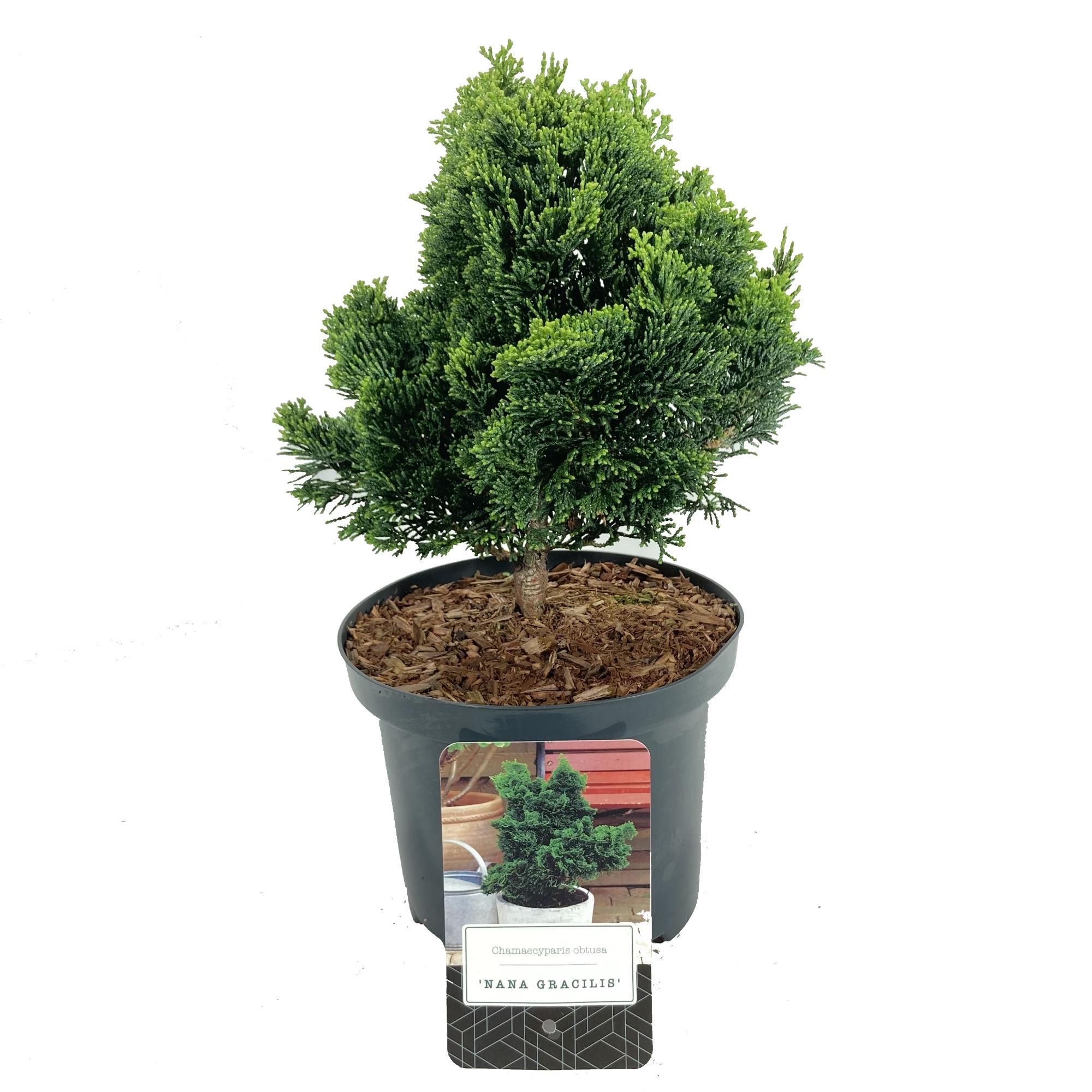 Chamaecyparis obtusa 'Nana Gracilis', D 18