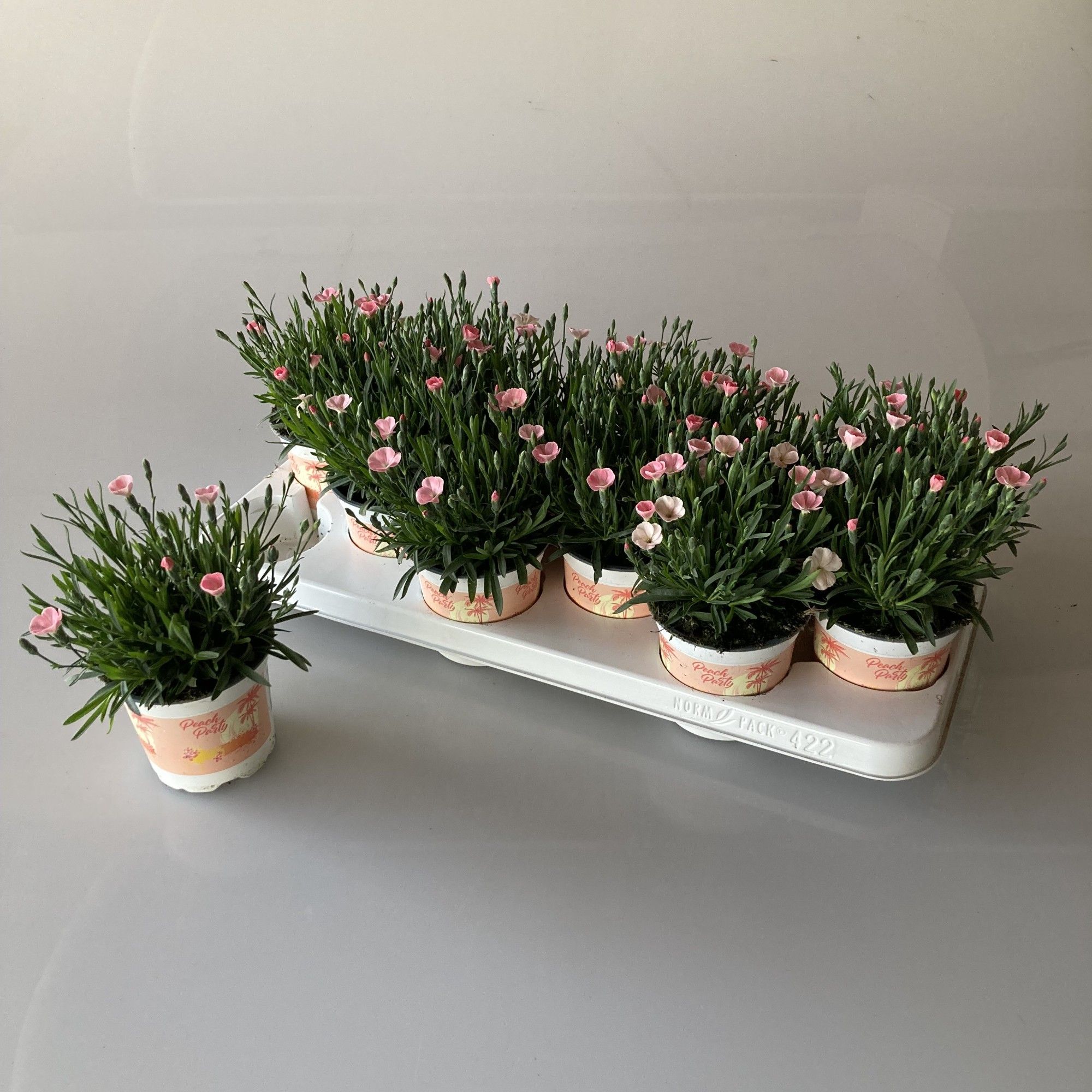 Dianthus Peach Party, D 10,5