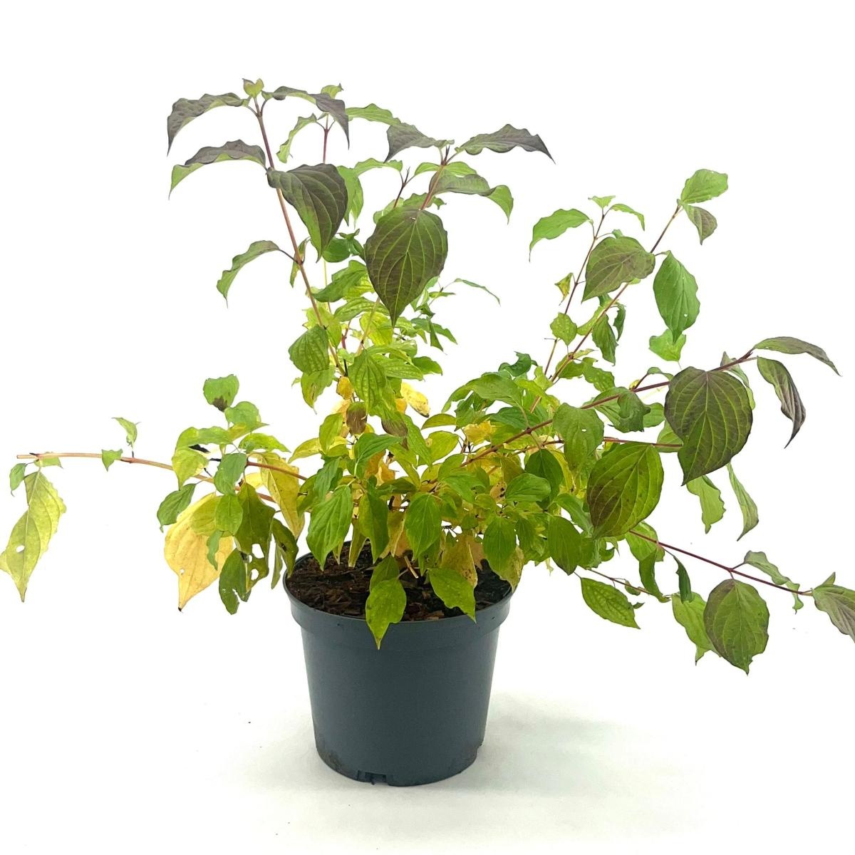 Cornus sang. 'Anny's Winter Orange', D 19 cm