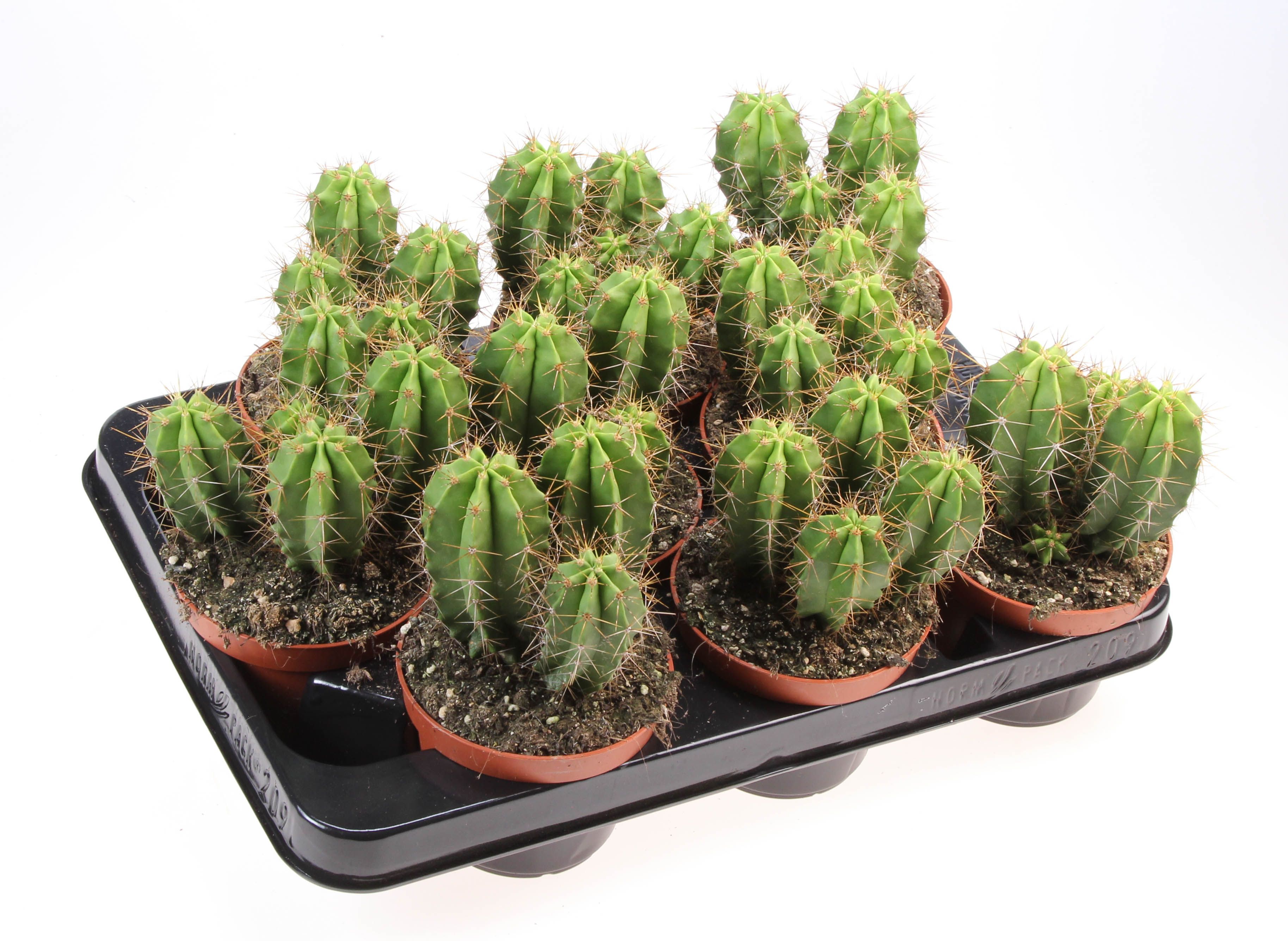 Heliabravoa chende, D 10,5