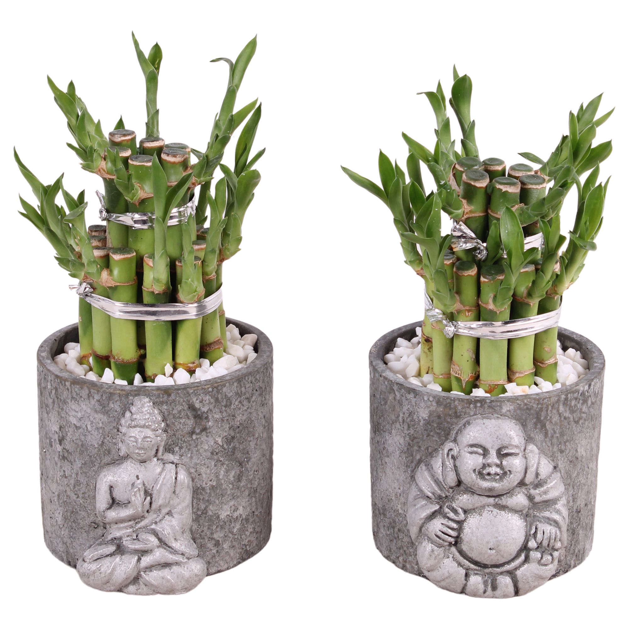 Lucky Bamboo Round 2Big in ø11cm Concrete Silver Buddha, D 11 cm
