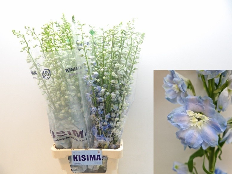 Дельфиниум дв. Мэджик Фонтейн Скайблю Вайтби 90, шт.