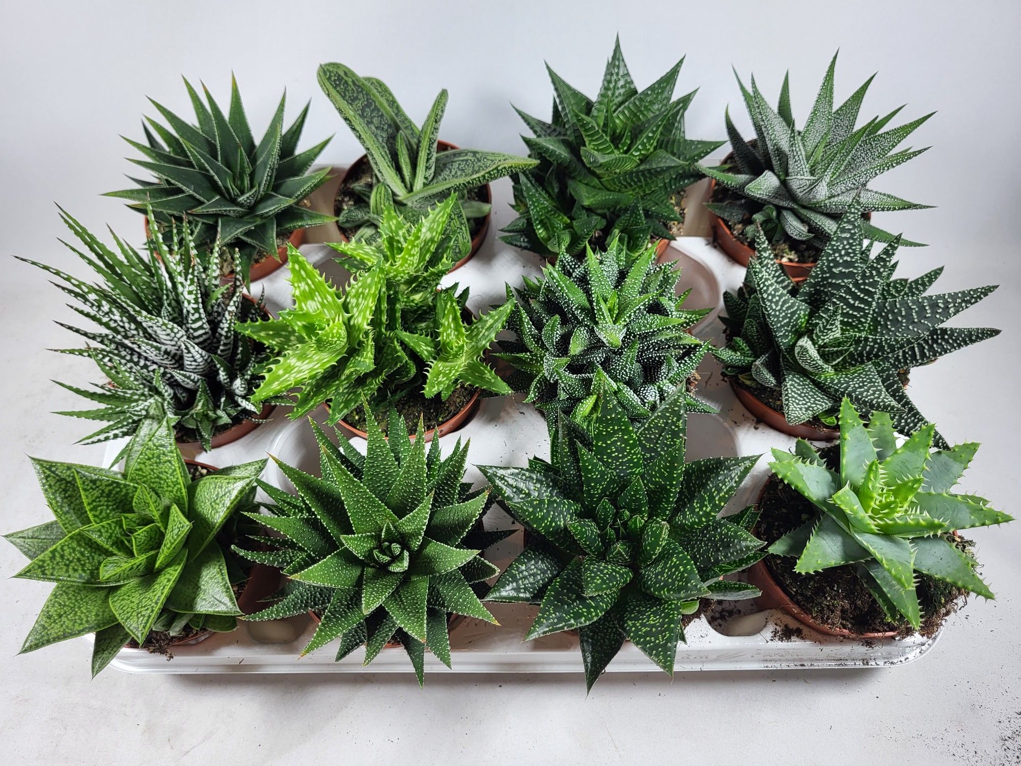 haworthiamix, D 8,5 cm