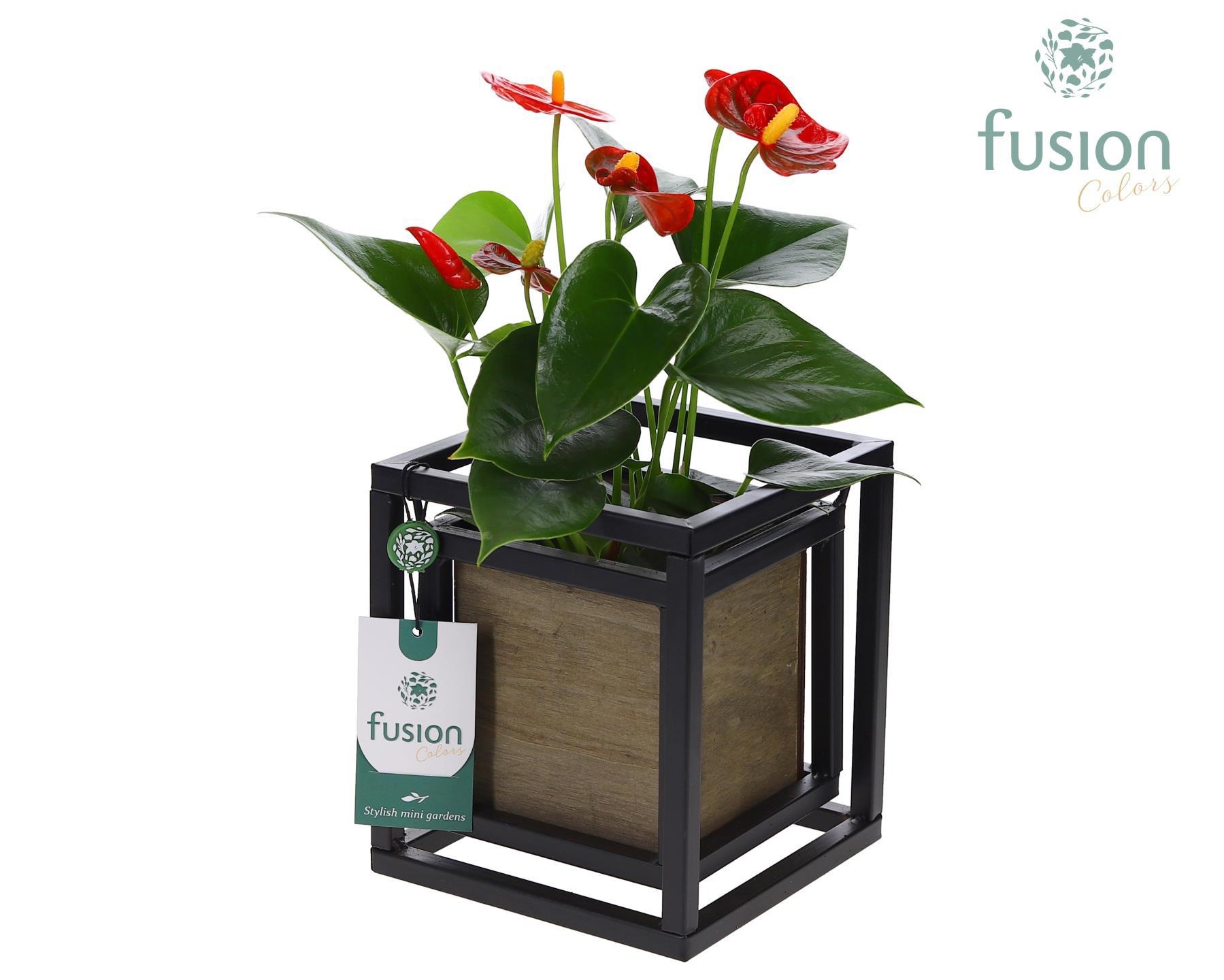 Metaal frame vierkant met hout bakje en Anthurium, D 15