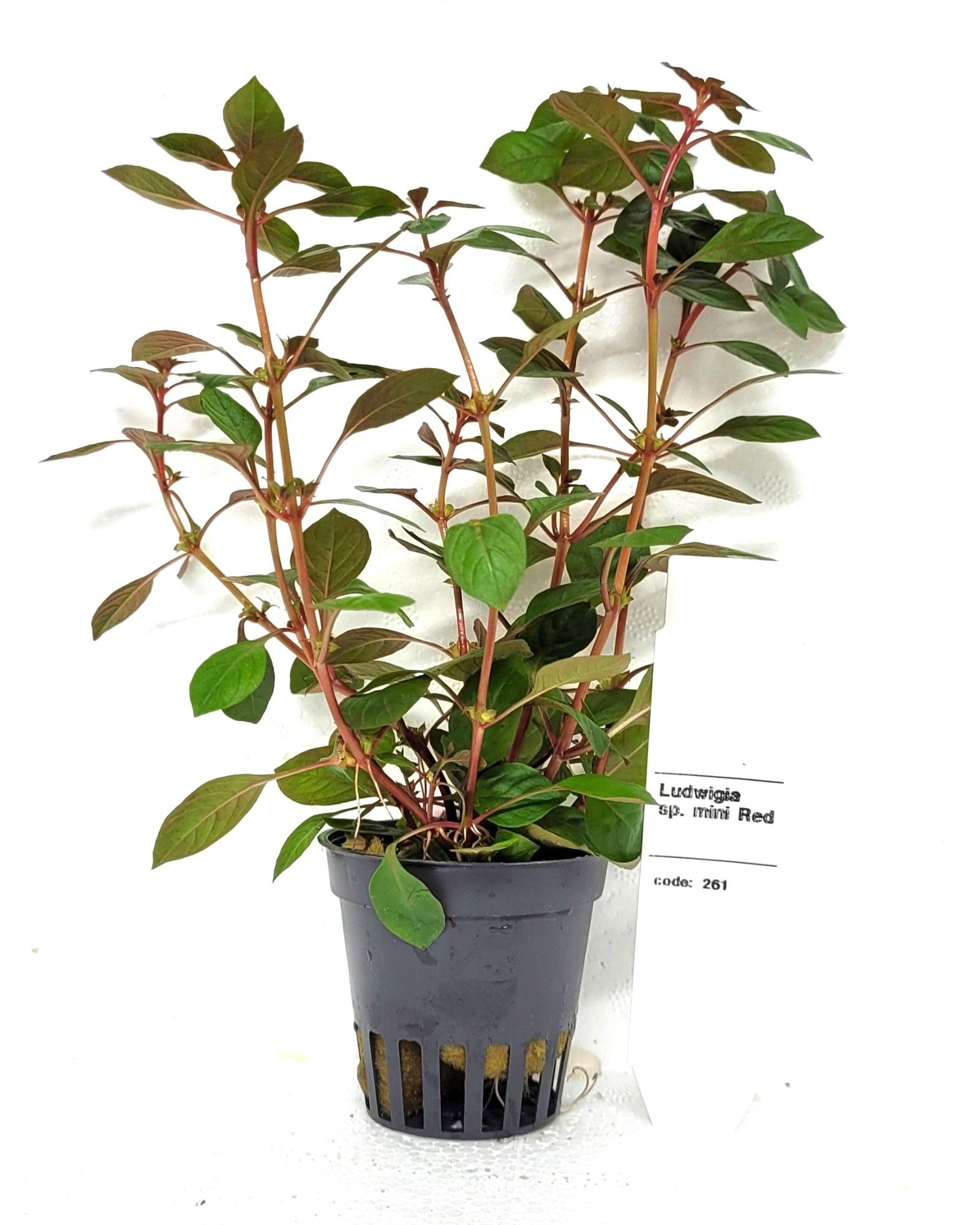 Ludwigia sp mini red, D 5