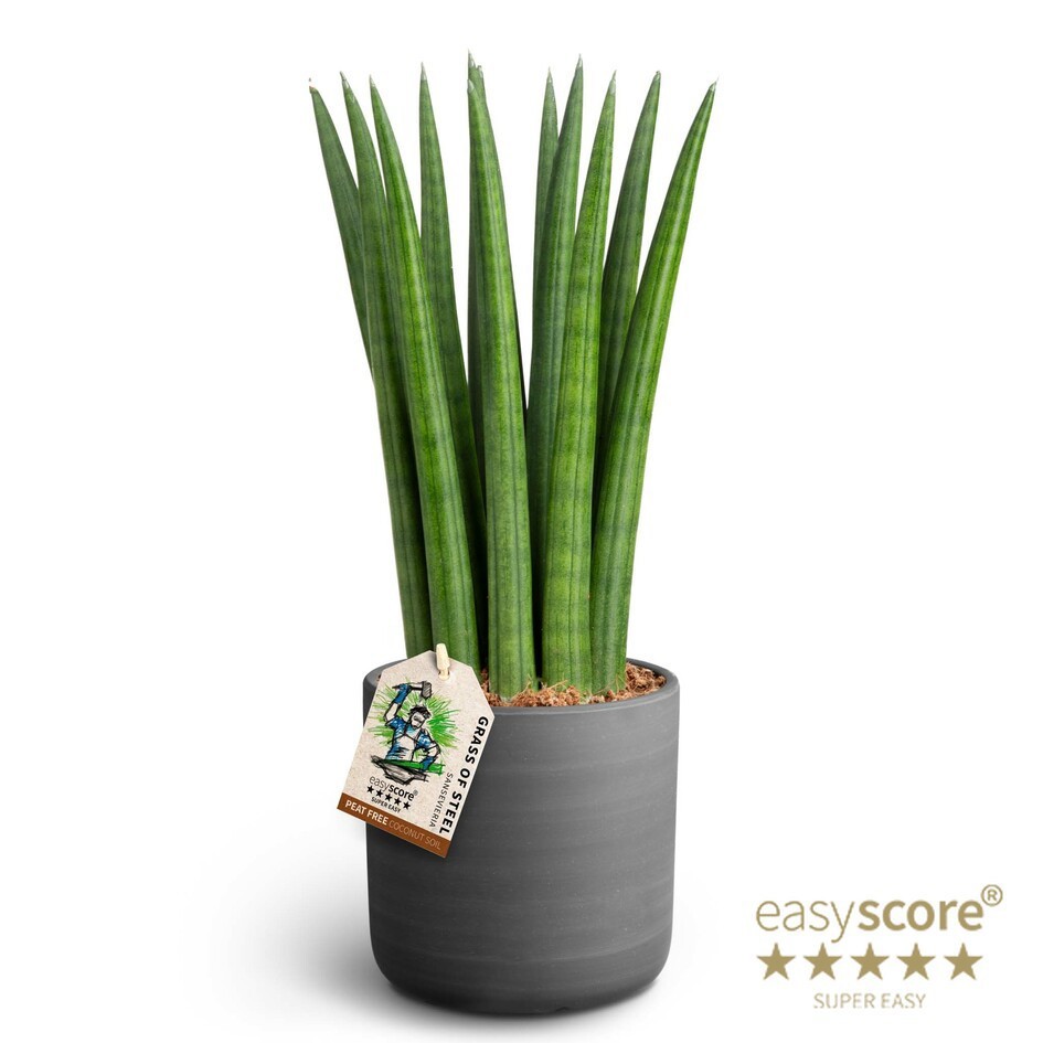 Raw Black, Sansevieria ´Straight´, D 12