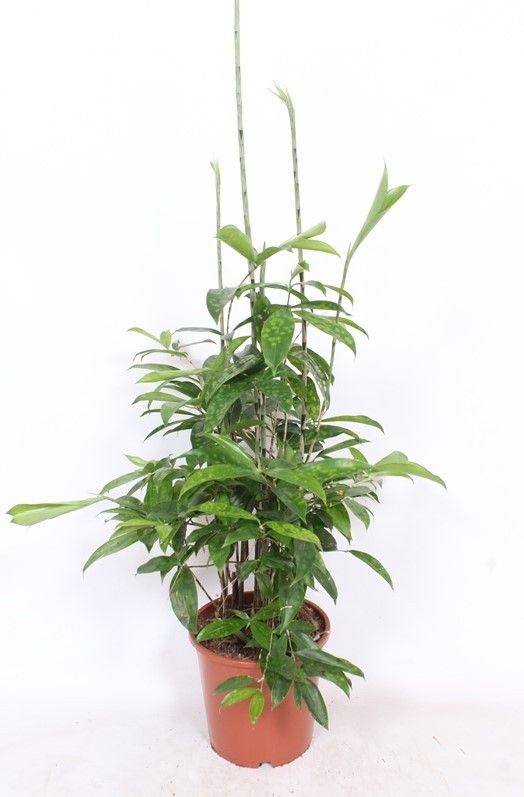 Dracaena Surculosa, D 21 cm