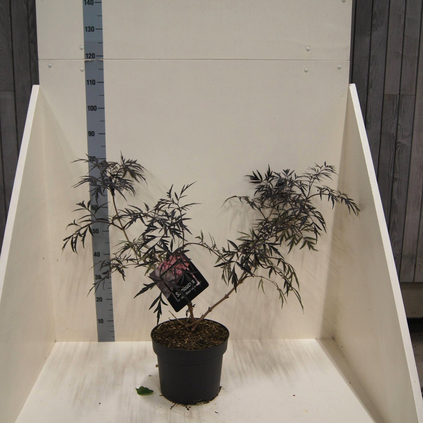 Sambucus nigra Black Lace, D 28