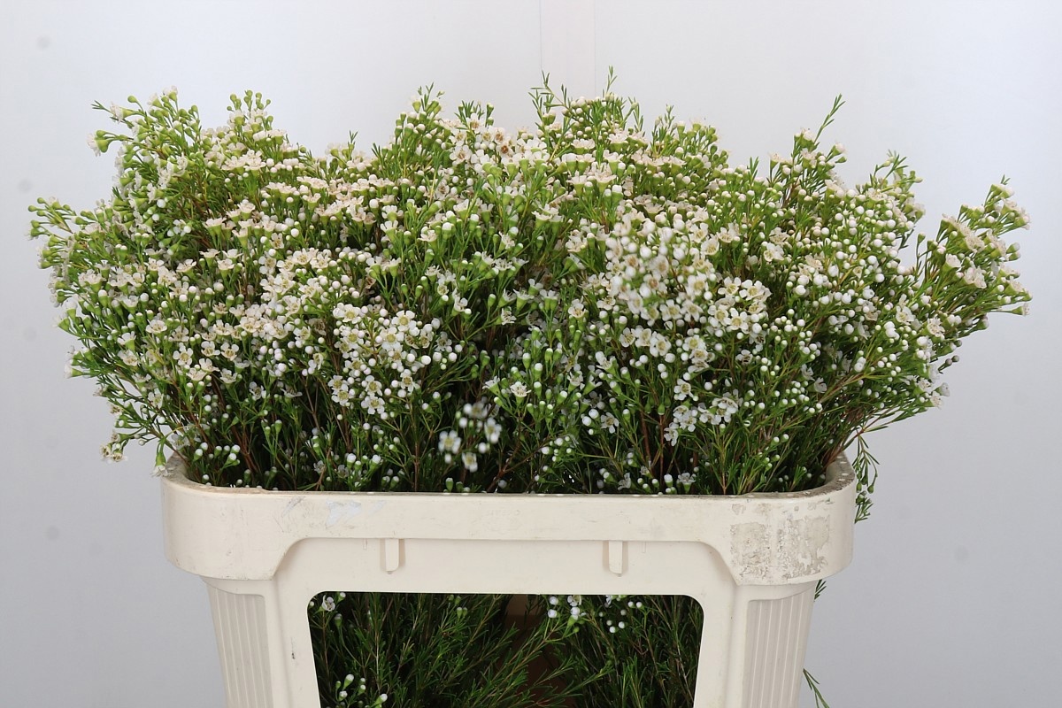 Шамелациум Перл Баттонс 70, шт.