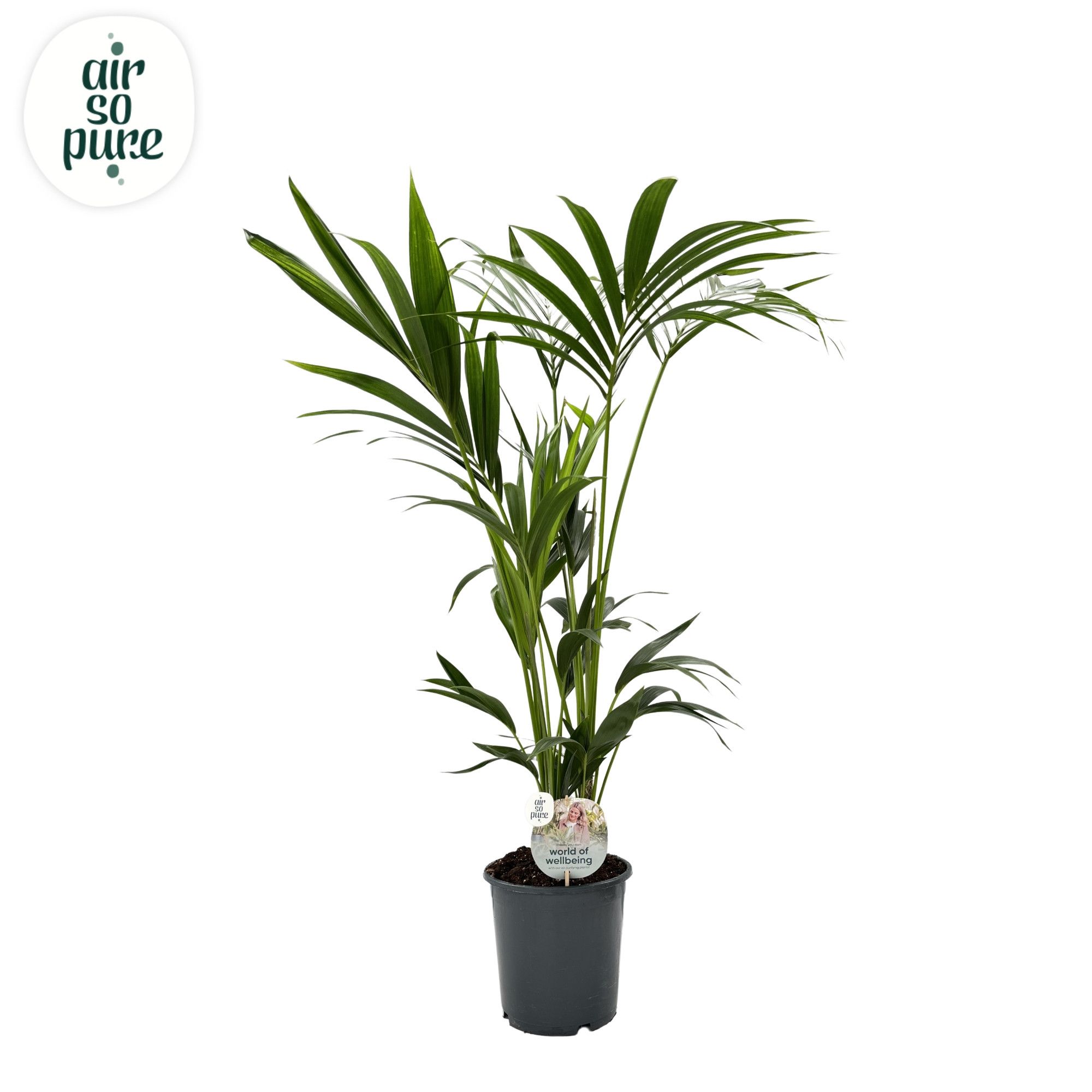 KENTIA - P21 H130 - 6PP - Air So Pure (Howea forsteriana), D 21