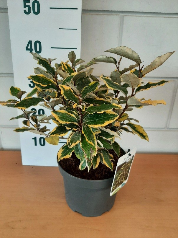 Elaeagnus ebb. Viveleg, D 19