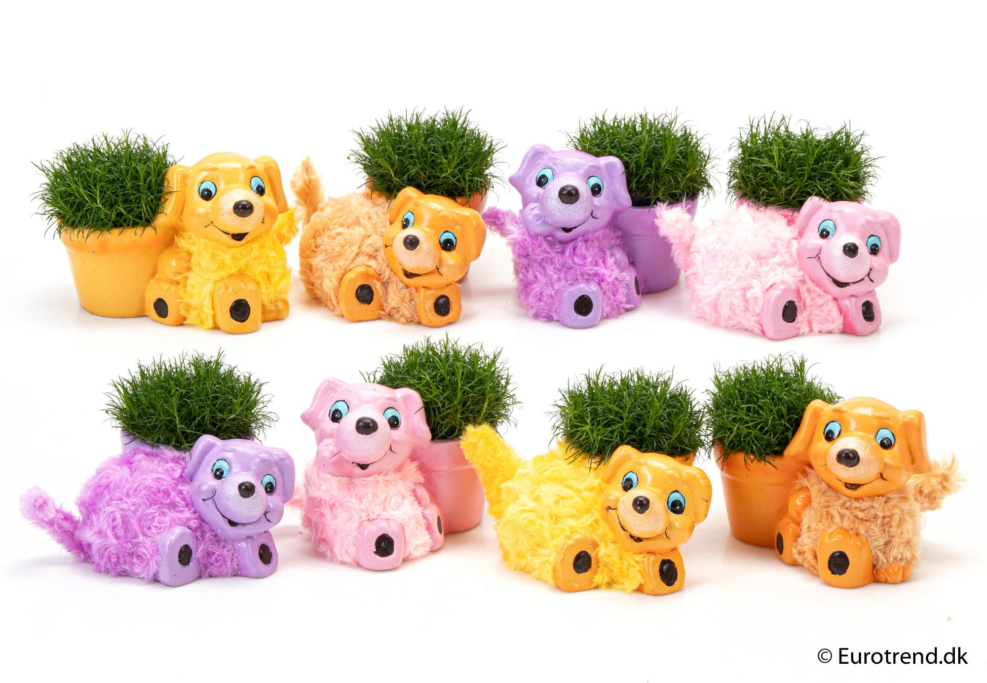 Sagina in ceramic dog - Spring, Summer & Autumn 2025, D 6