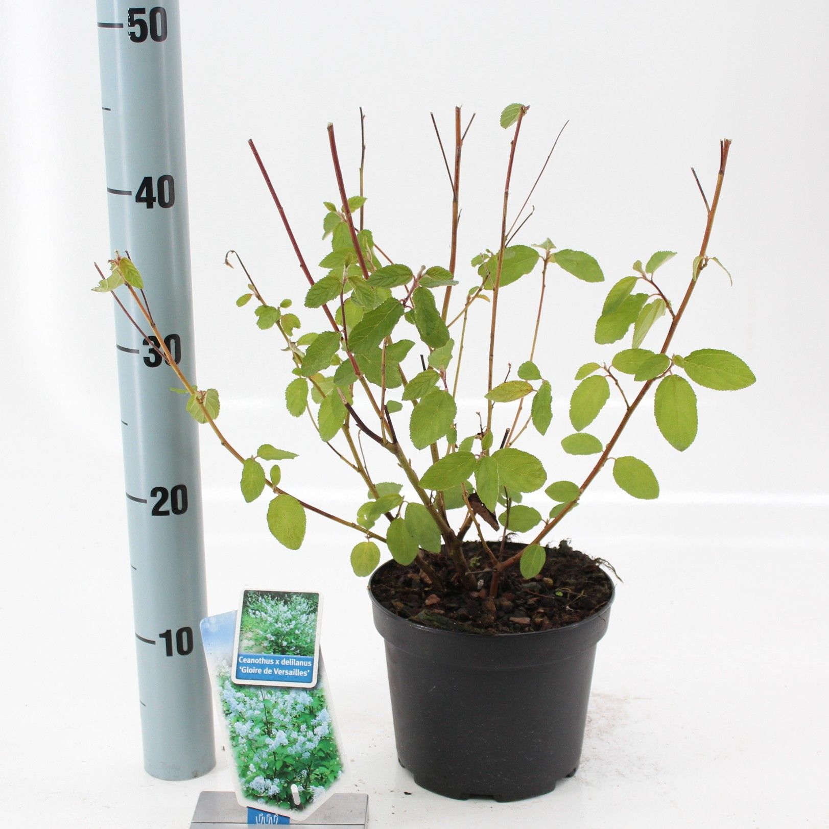 Ceanothus del. 'Gloire de Versailles', D 17