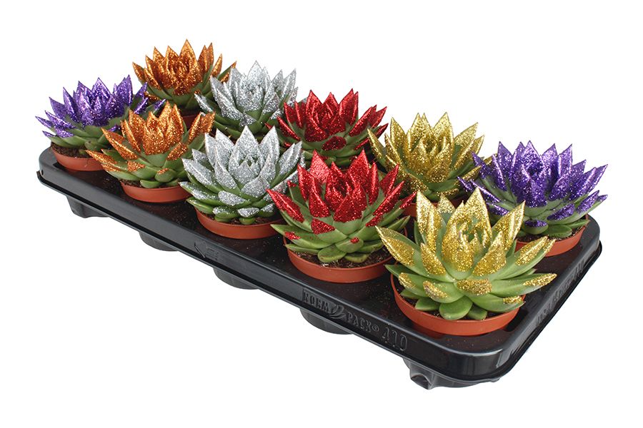 Miranda + Xmas Natureglit® points mix, D 10,5 cm