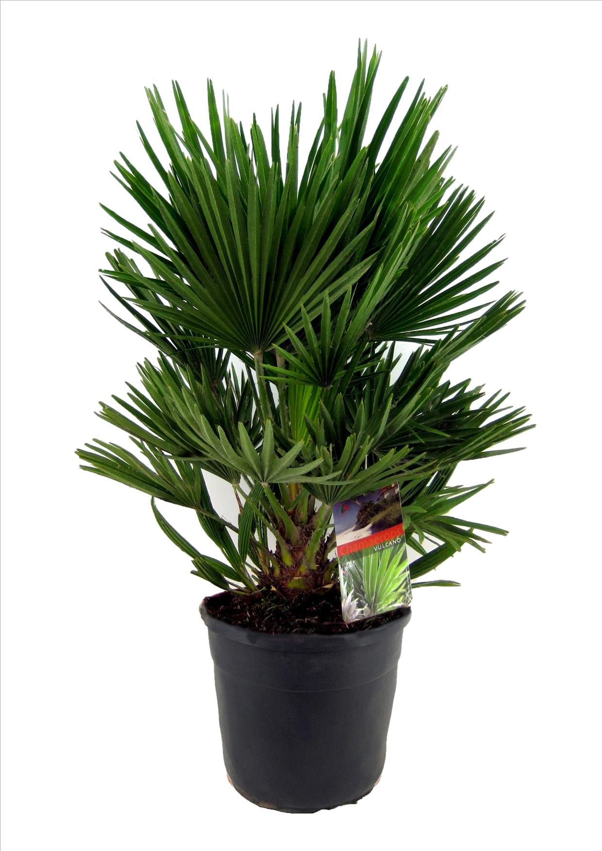 Chamaerops vulcano, D 30