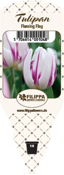 TULIPA FERGANICA 'Flaming Flag', D 10