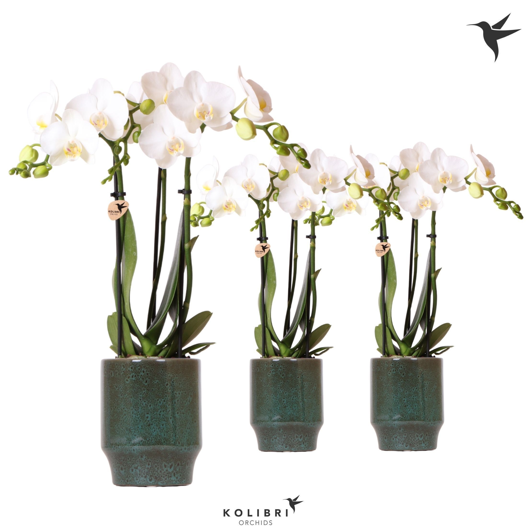 Kolibri Orchids Phalaenopsis white 3 spike in Classy pot green, D 9