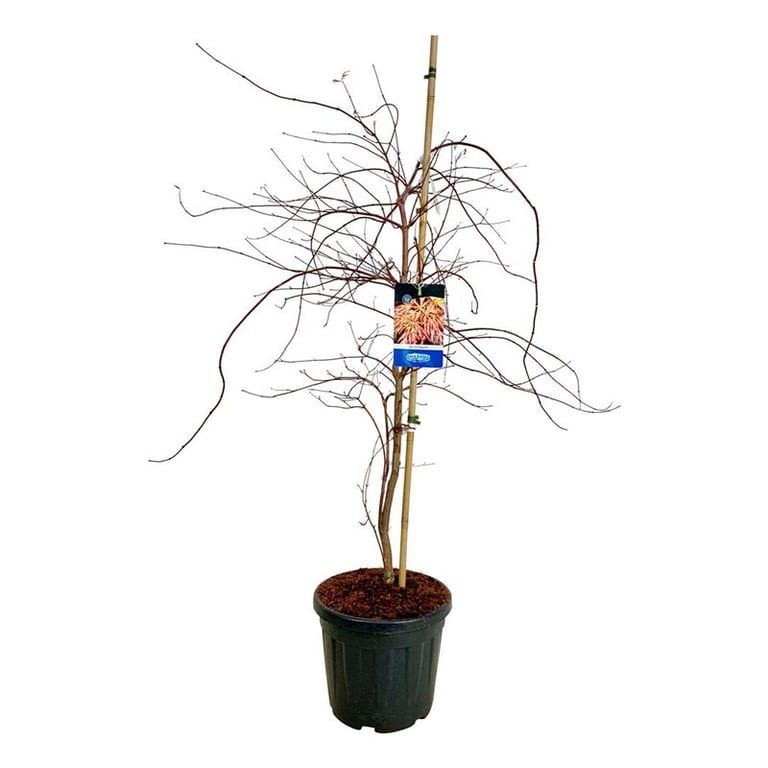 Acer Ice Dragon ®, D 40 cm Acer Ice Dragon ®, D 40 cm