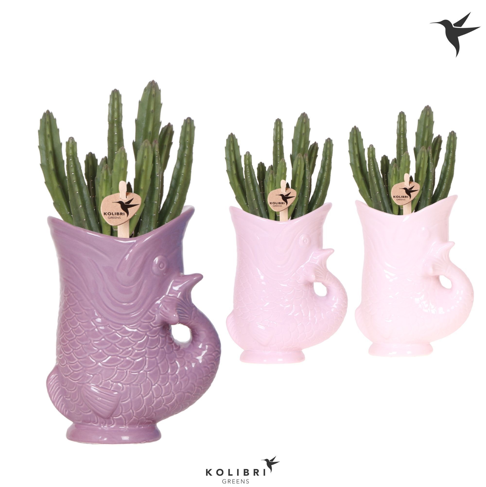 Kolibri Greens Stapelia Leendertziae in Fish pot lila mix, D 9 cm