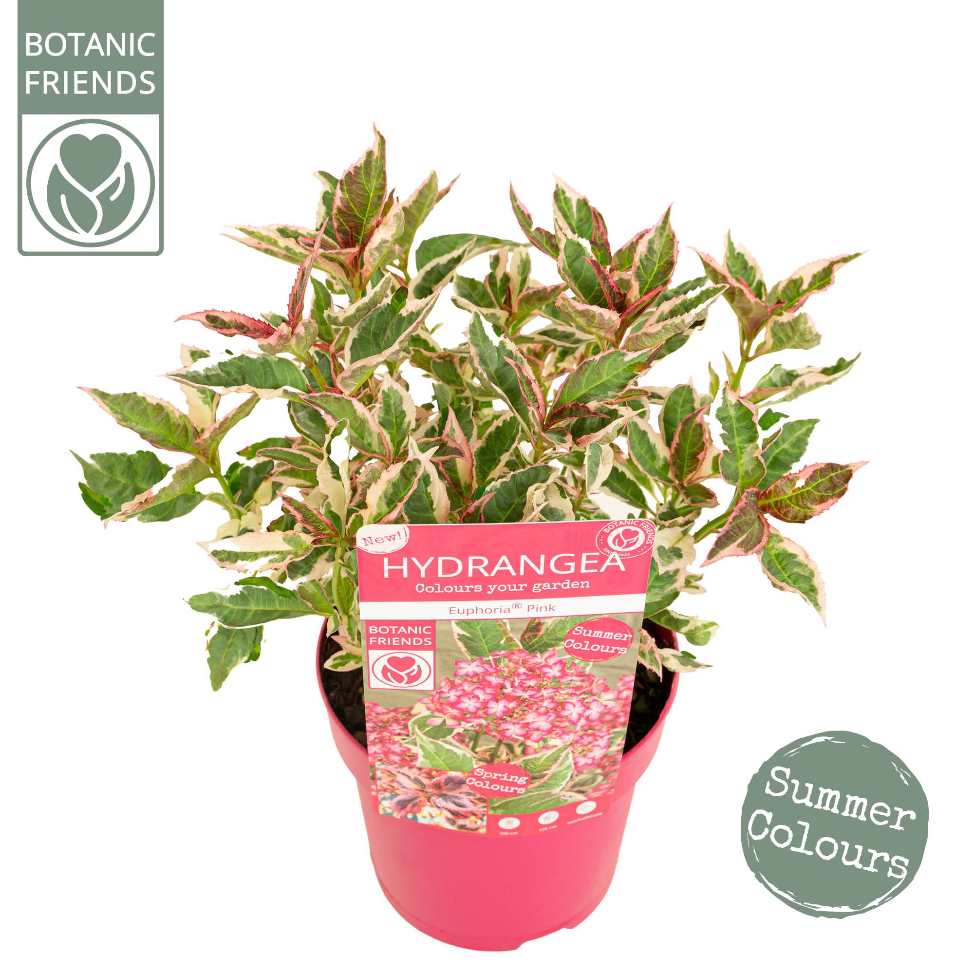 Hydrangea serrata Euphoria 'Pink', D 15 cm